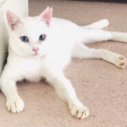 好奇心旺盛！小柄な白猫　リボンちゃん