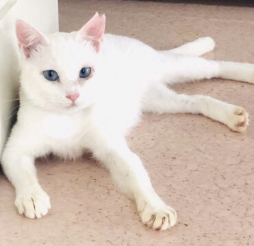 好奇心旺盛！小柄な白猫　リボンちゃん