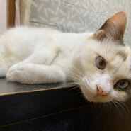 ブルーの瞳の2歳の女の子