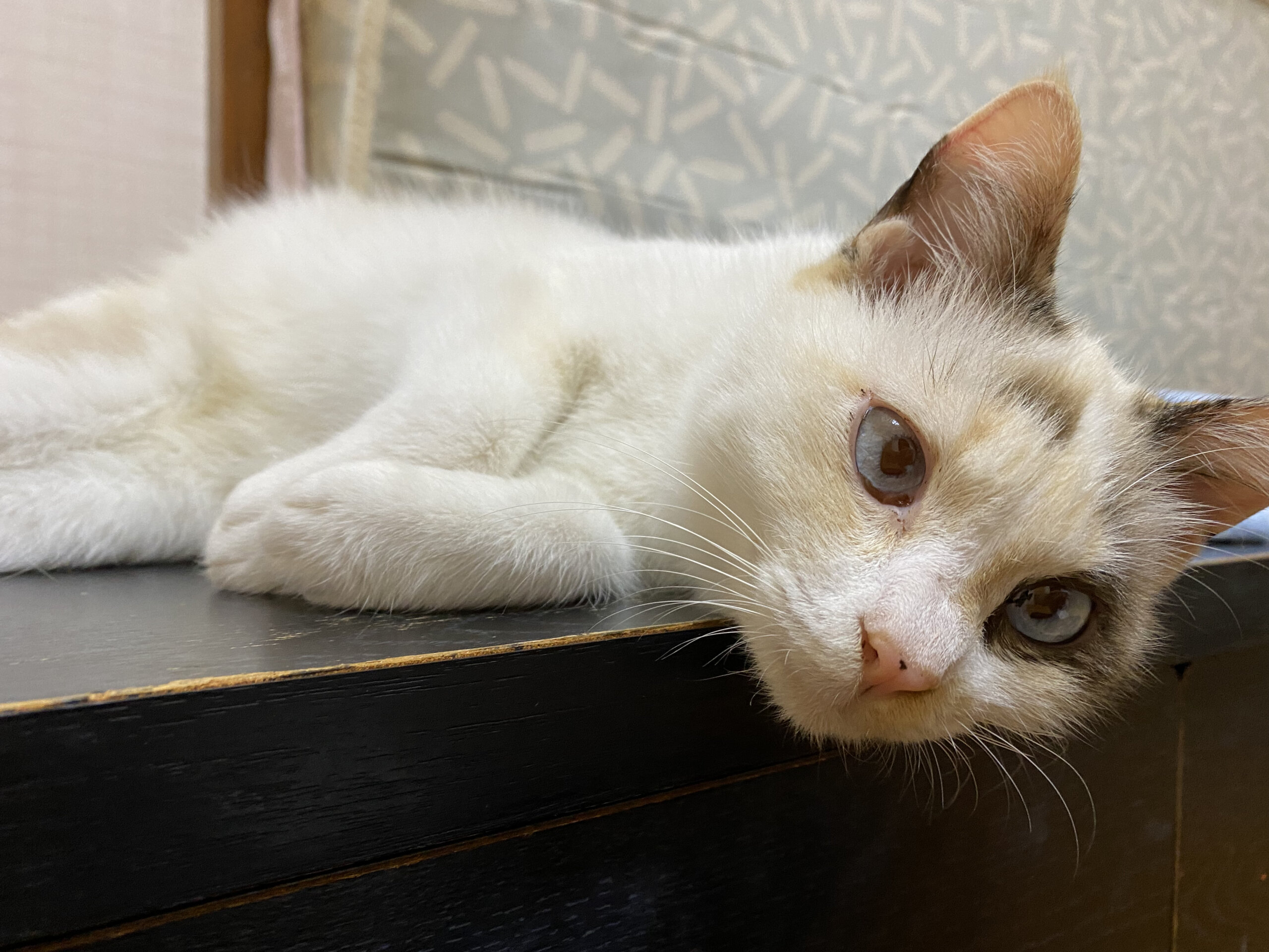 ブルーの瞳の2歳の女の子