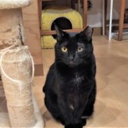 おとなしくて懐こい　黒猫のククちゃん