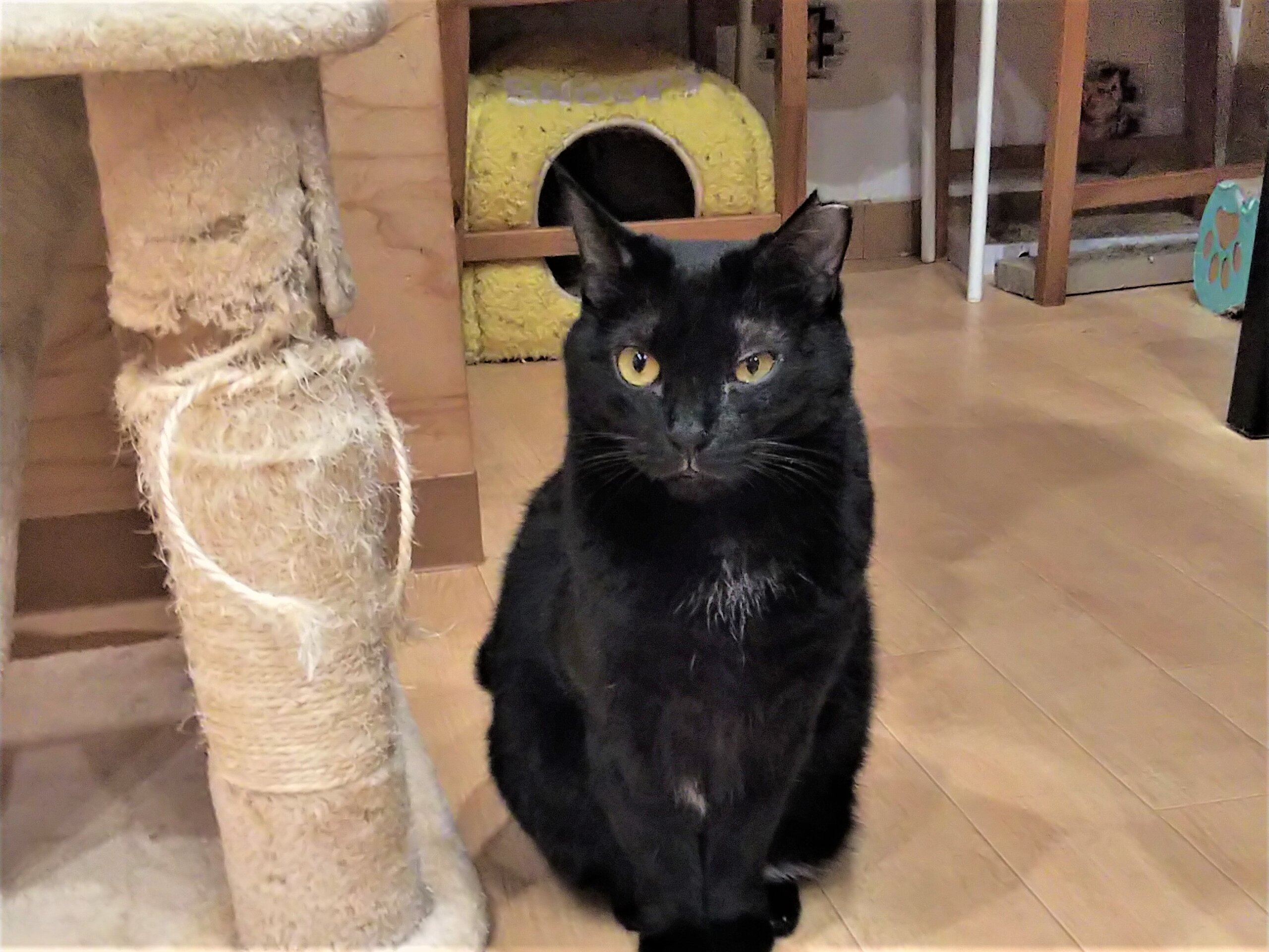 おとなしくて懐こい　黒猫のククちゃん