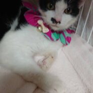 穏やかな性格で魅力的なお顔のまめちゃん！