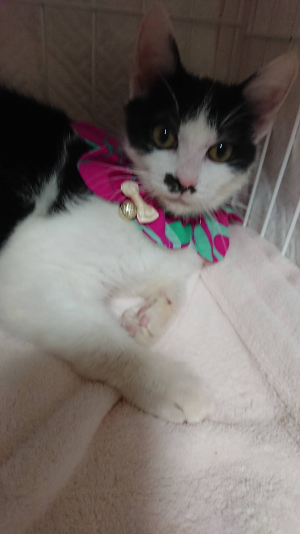 穏やかな性格で魅力的なお顔のまめちゃん！