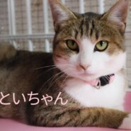 猫の譲渡会　堺　上野芝