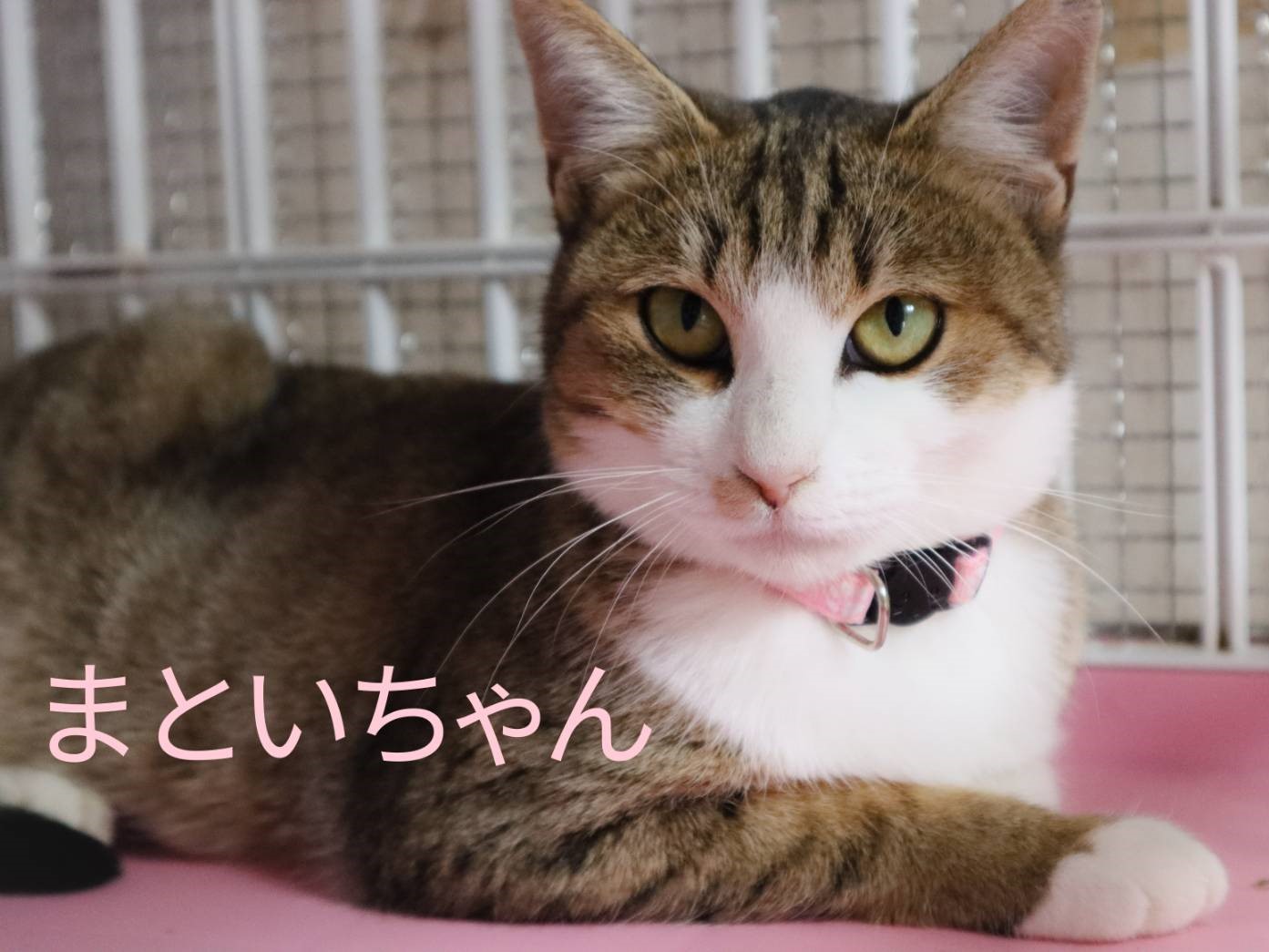 猫の譲渡会　堺　上野芝