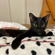 猫の譲渡会　堺　中百舌鳥