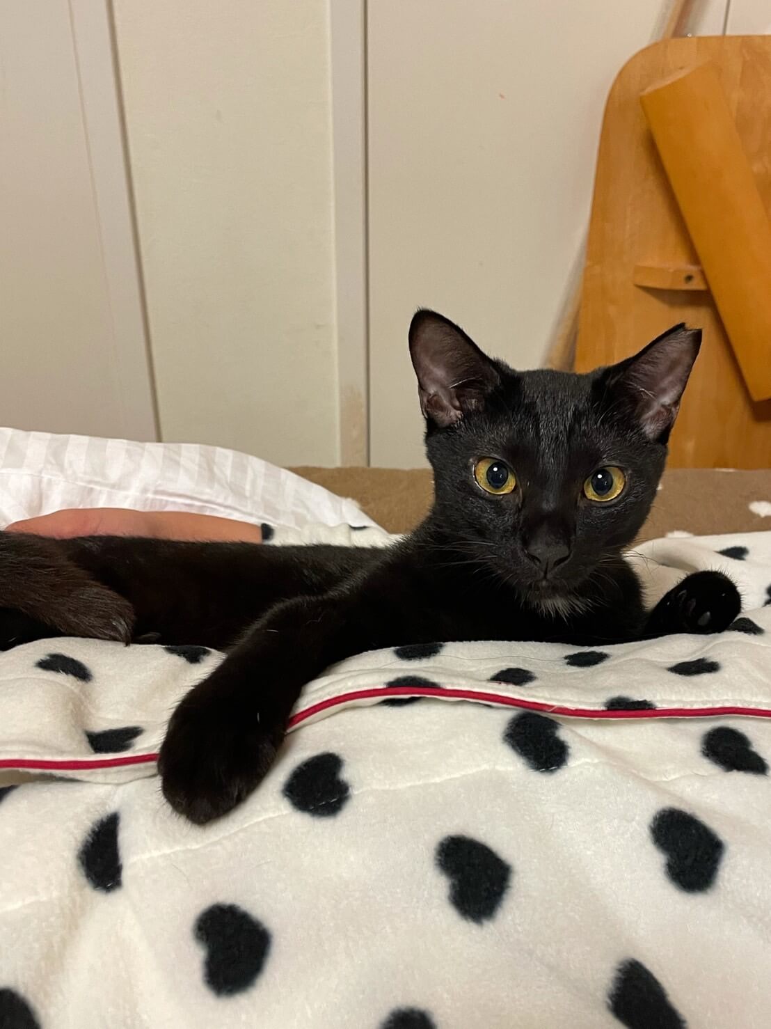 猫の譲渡会　堺　中百舌鳥