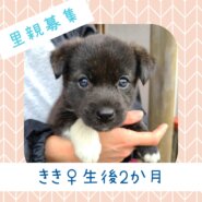 ききちゃん♀️生後約２か月