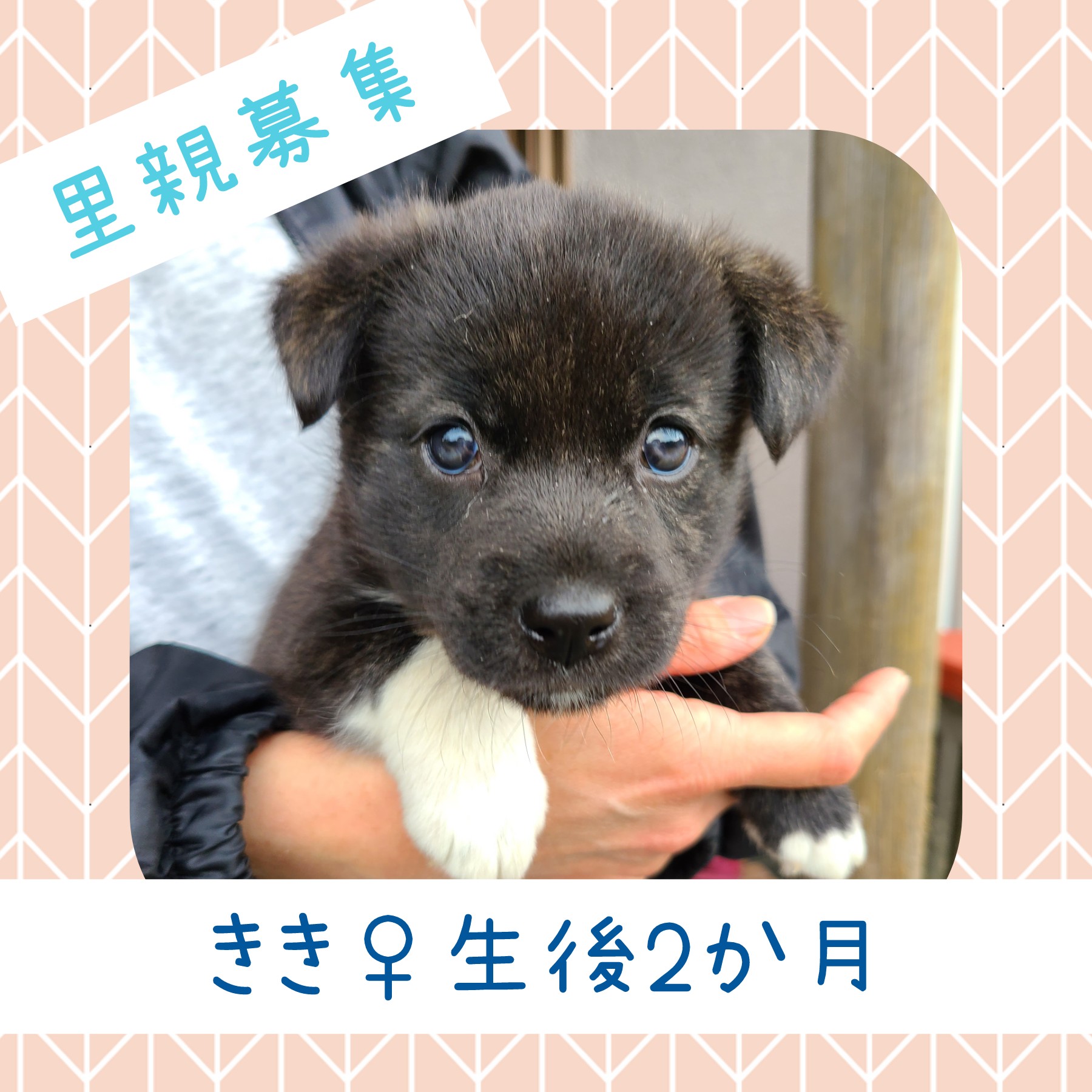 ききちゃん♀️生後約２か月