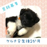 ケルナちゃん♀️生後約２か月