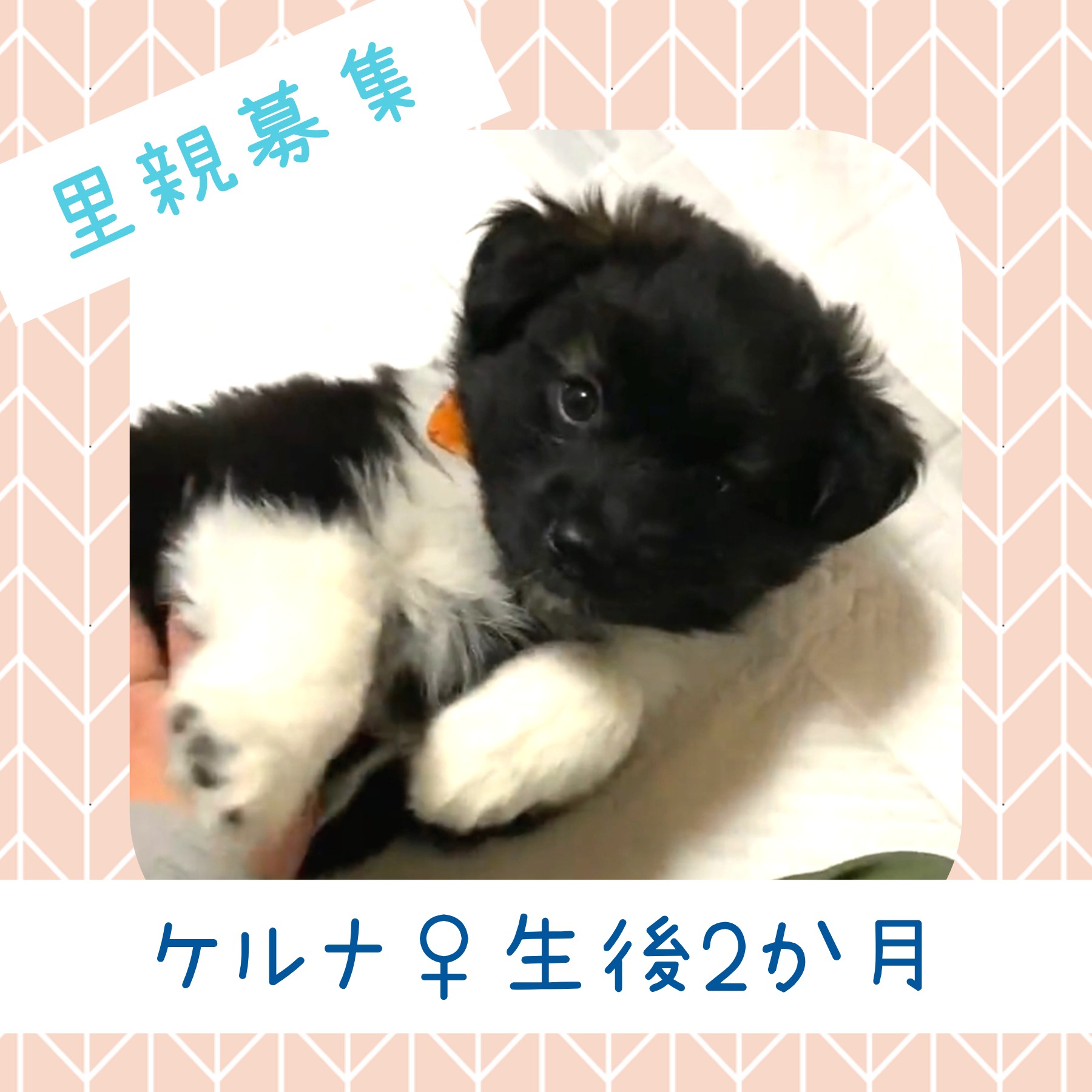 ケルナちゃん♀️生後約２か月