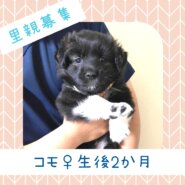 コモちゃん♀️生後約２か月