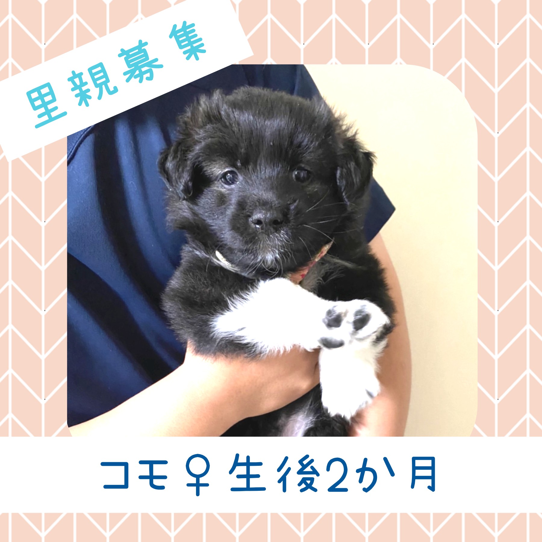 コモちゃん♀️生後約２か月