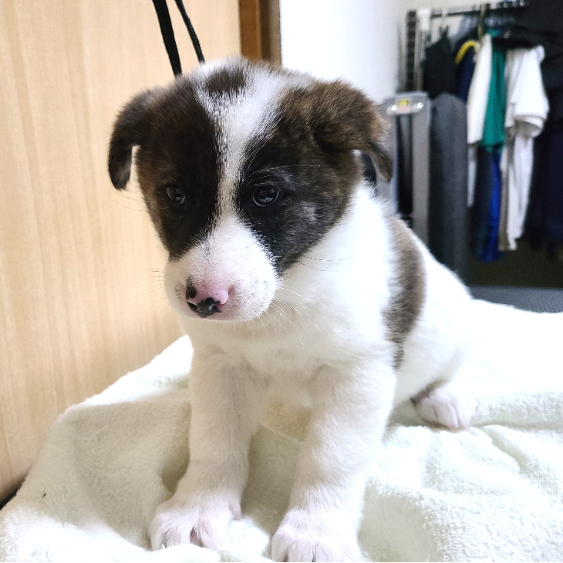 生後約２か月のシキくん(男の子)