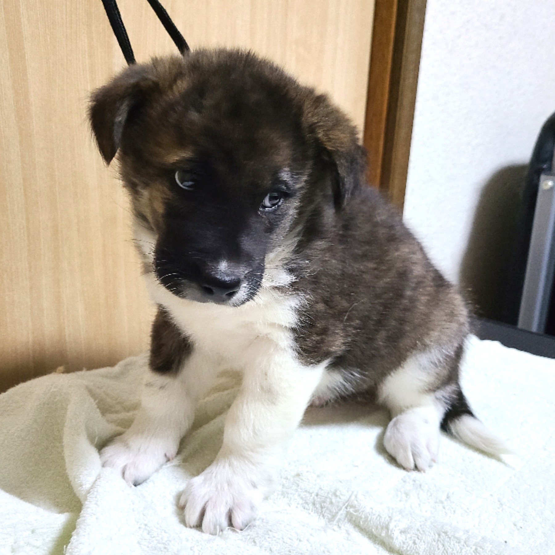 生後約２か月のゼンくん(男の子)