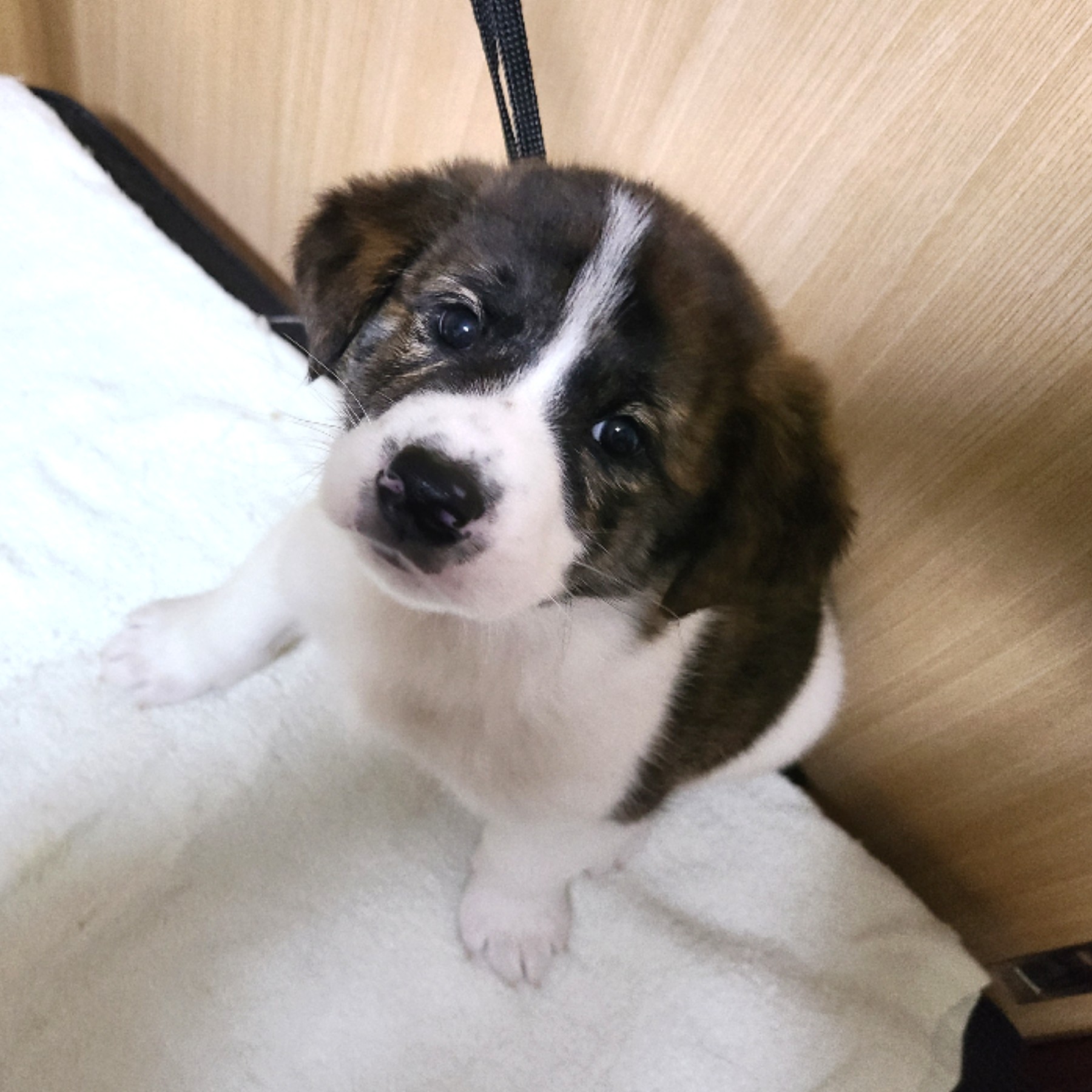 生後約２か月のソルくん(男の子)