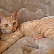 【保護猫】てぃー推定6ヶ月♂茶トラ