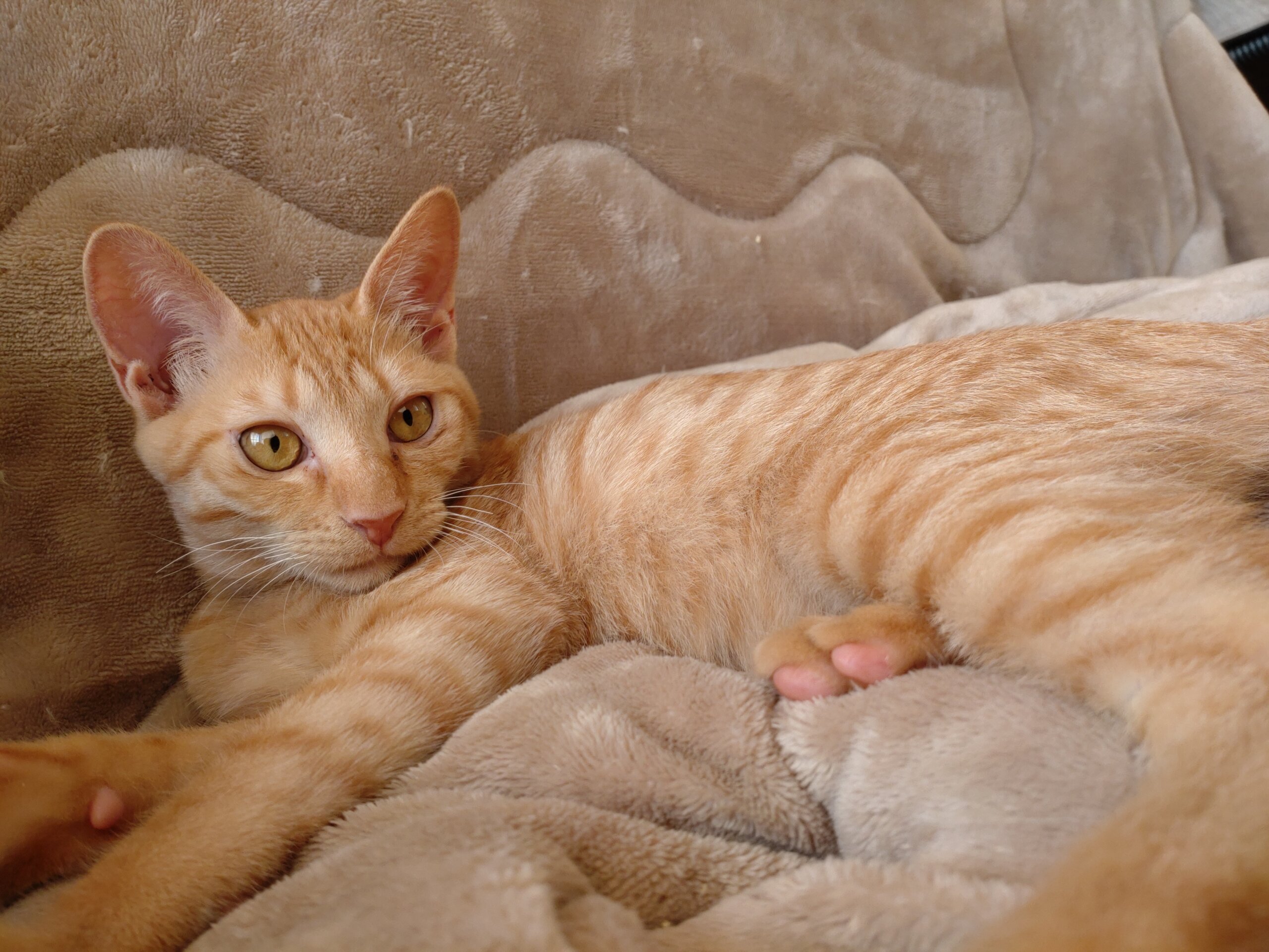 【保護猫】てぃー推定6ヶ月♂茶トラ