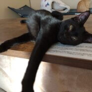 【保護猫】うみ推定8ヶ月♀黒猫