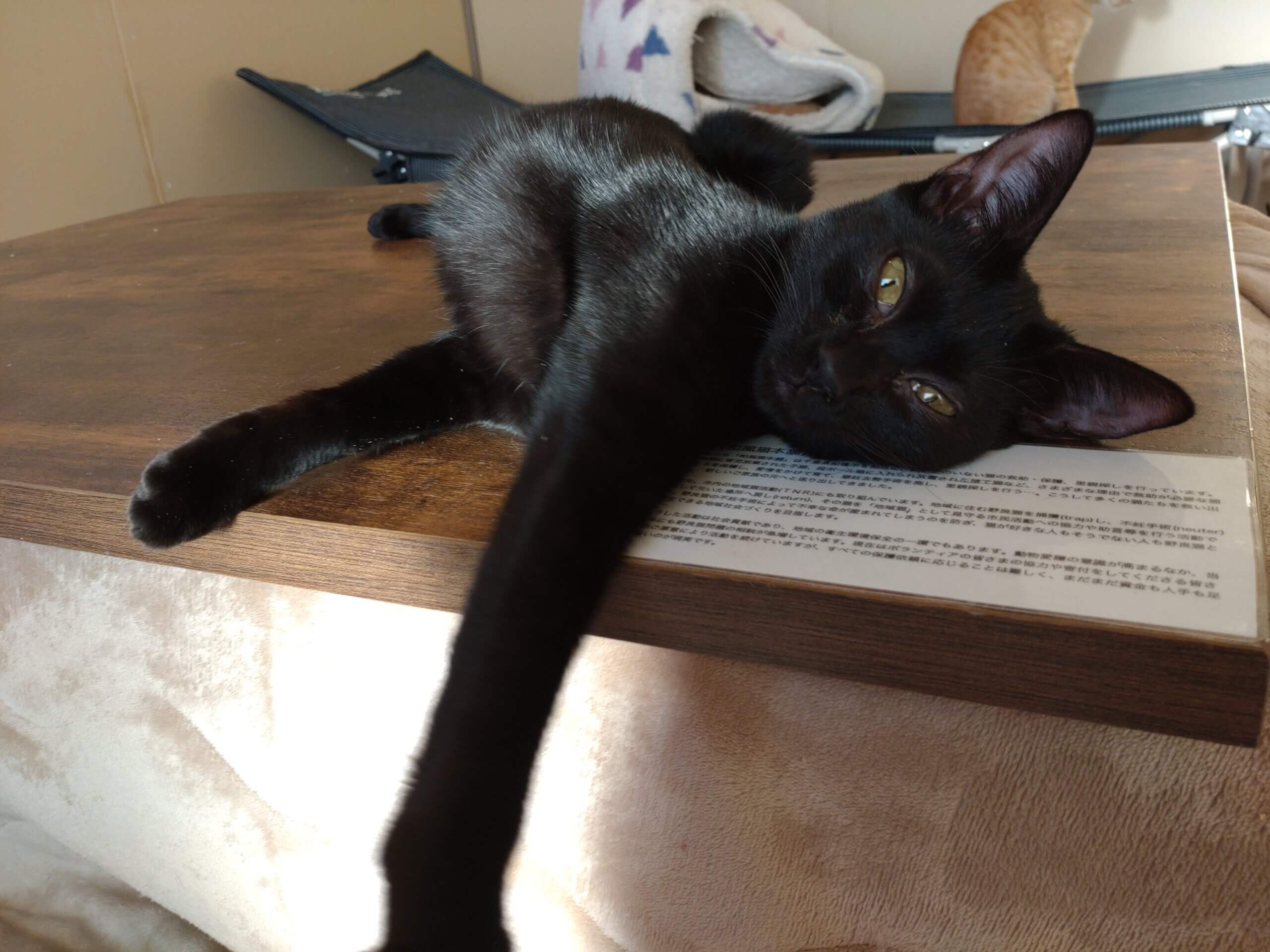 【保護猫】うみ推定8ヶ月♀黒猫