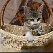 ぷりぷり3か月♀12/12糸島譲渡会