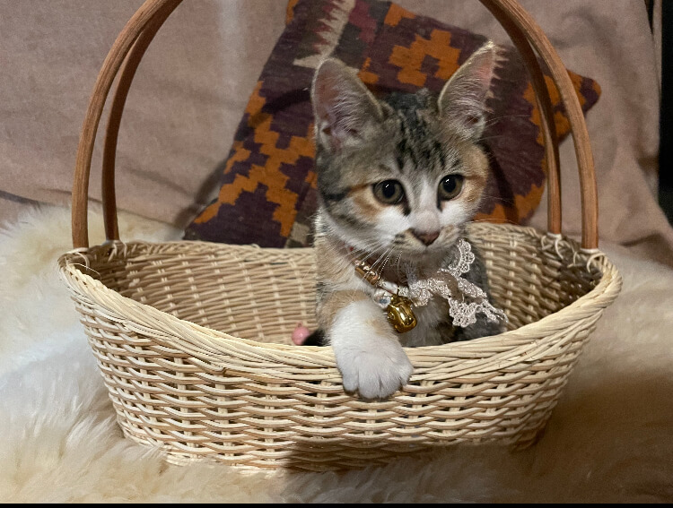 ぷりぷり3か月♀12/12糸島譲渡会