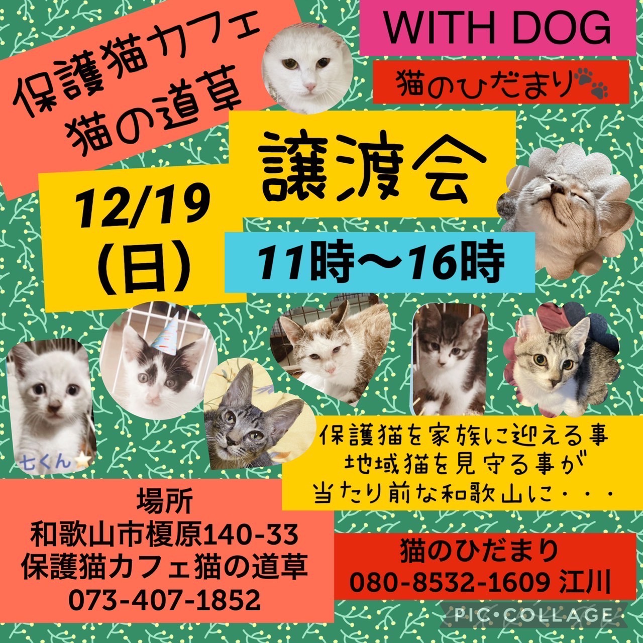 猫の道草＆猫のひだまり＆NPO法人WITHDOG保護猫の譲渡会