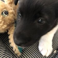 生後約２か月のザックくん(男の子)