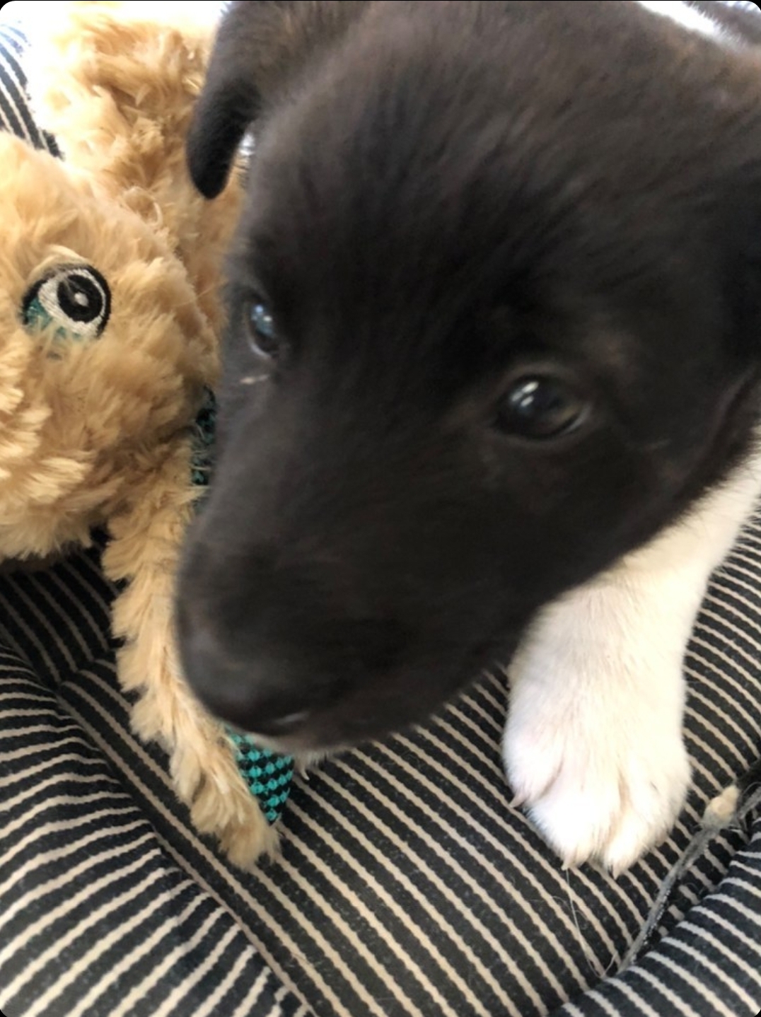 生後約２か月のザックくん(男の子)