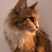 3歳のメインクーン（女の子）