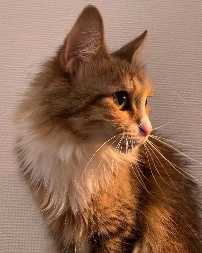 3歳のメインクーン（女の子）