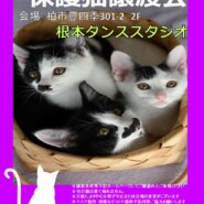 【柏市】１/１６（日）根本ダンススタジオ保護猫譲渡会