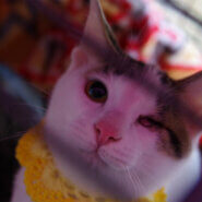 片目は見えなくても元気です！