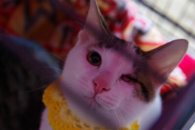 片目は見えなくても元気です！