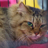 長毛のキジ猫さん♪