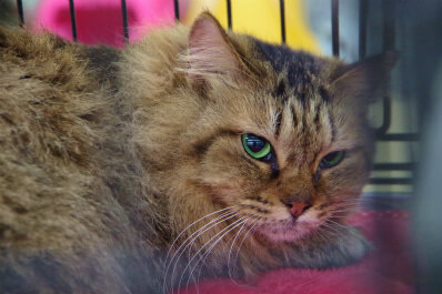 長毛のキジ猫さん♪