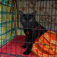 遊ぶの大好き黒猫さん♪