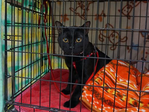 遊ぶの大好き黒猫さん♪