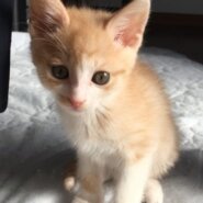 里親様決定しました。ありがとうございました。