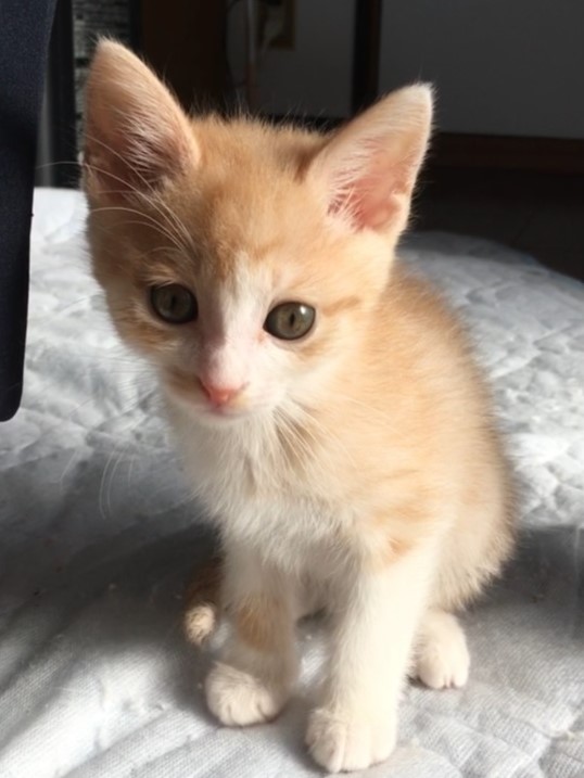 里親様決定しました。ありがとうございました。