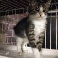 続々初猫in春日井～保護猫の譲渡会2022/01/15☆ちーむ にゃいんず