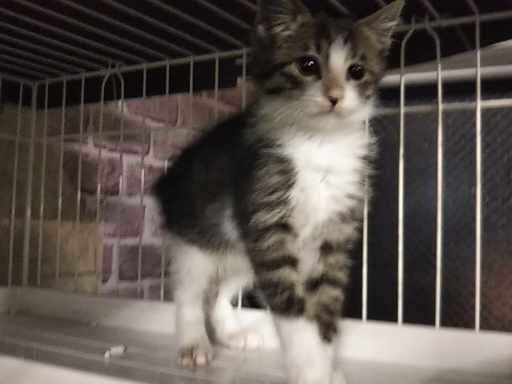 続々初猫in春日井～保護猫の譲渡会2022/01/15☆ちーむ にゃいんず