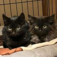 黒仔猫2か月半（糸島市）