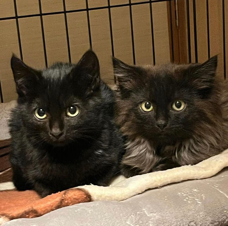 黒仔猫2か月半（糸島市）