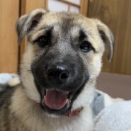 【交渉中、応募停止】甘えん坊の3ヶ月の男の子