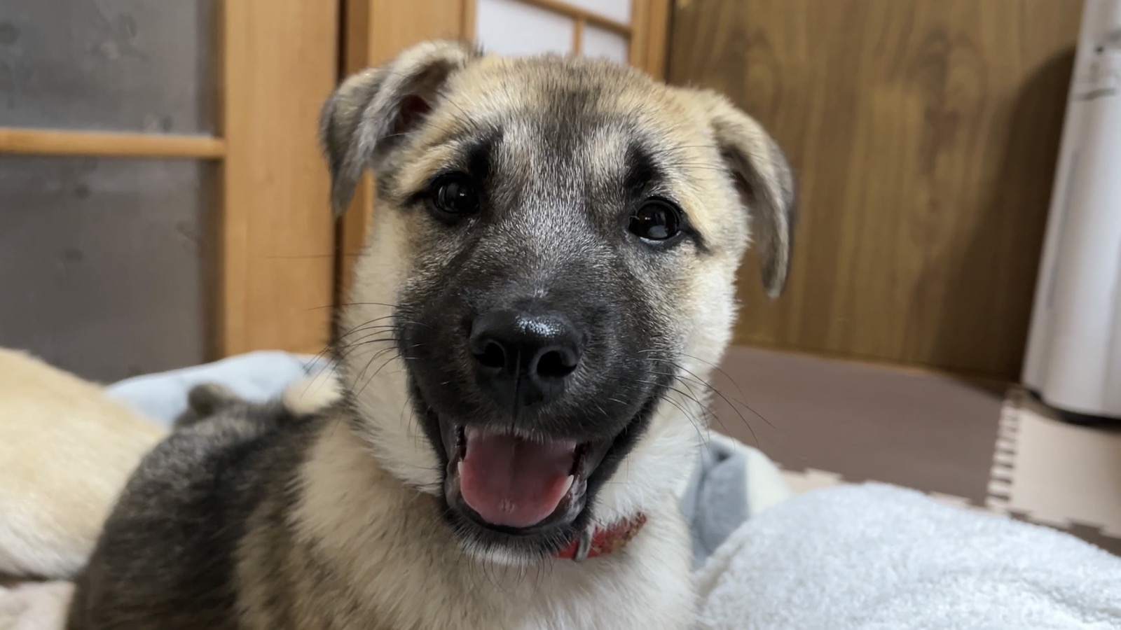 【交渉中、応募停止】甘えん坊の3ヶ月の男の子