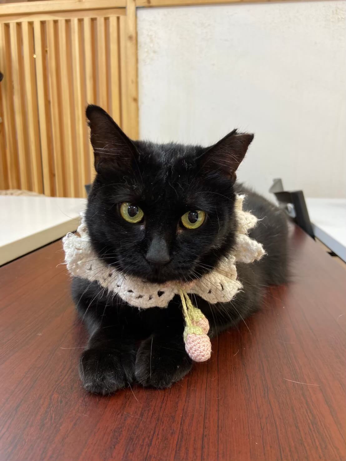 【保護猫】モナ推定4歳♀黒猫