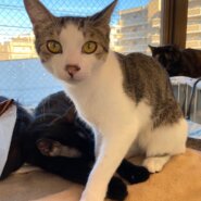 【保護猫】ほっけ推定11ヶ月♂キジ白