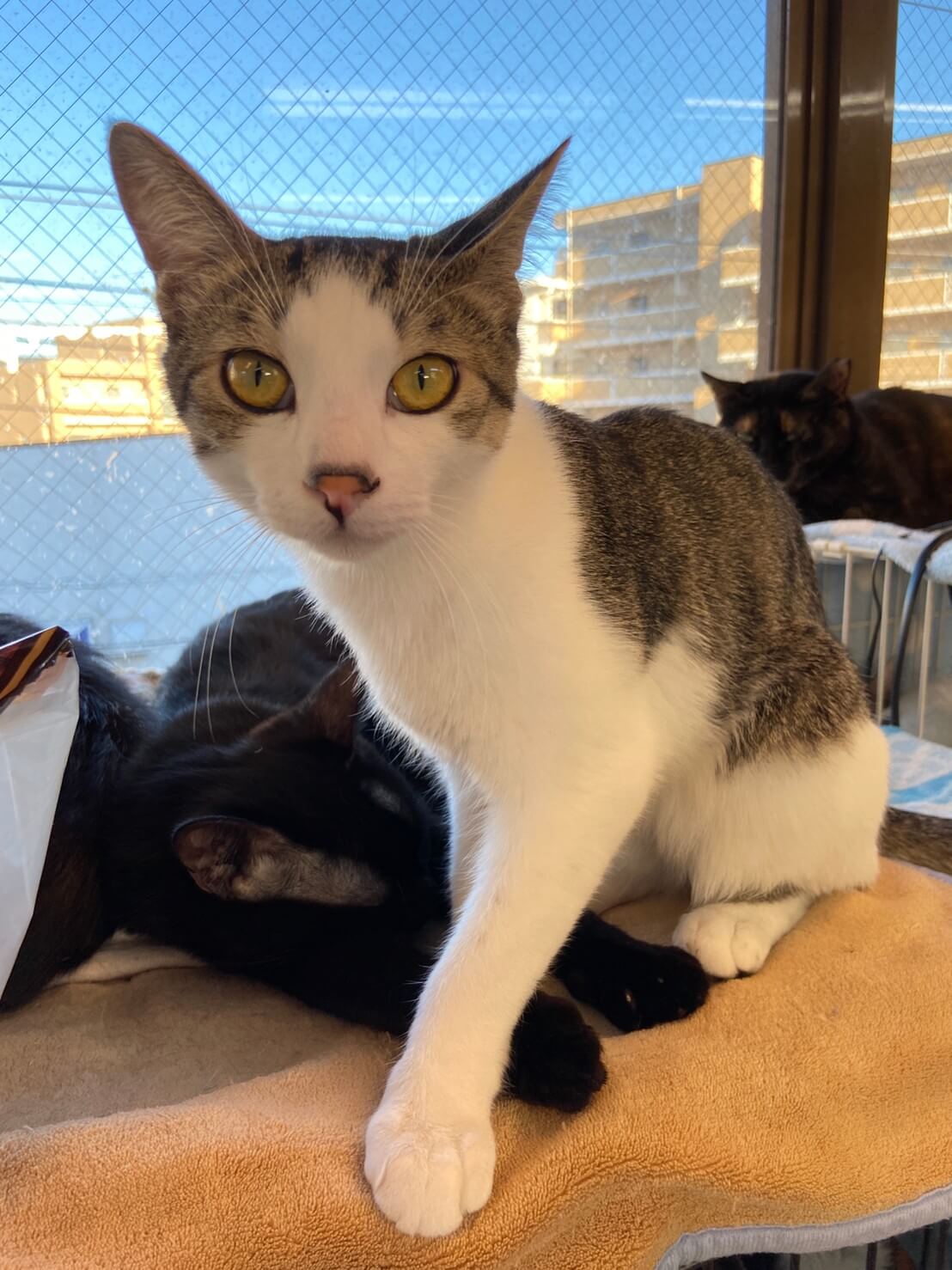 【保護猫】ほっけ推定11ヶ月♂キジ白